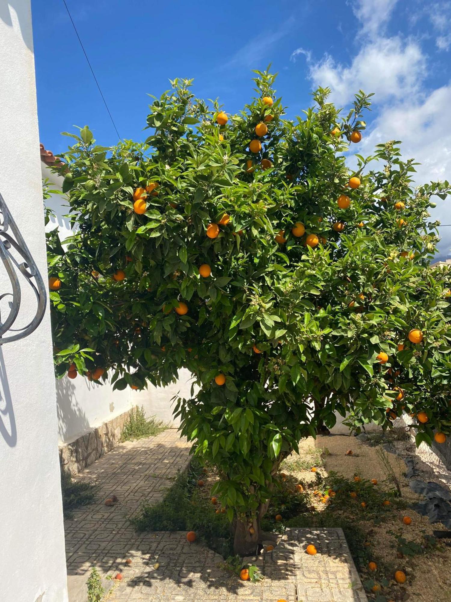 Villa Foya Blanca Foyes Blanques Eksteriør billede
